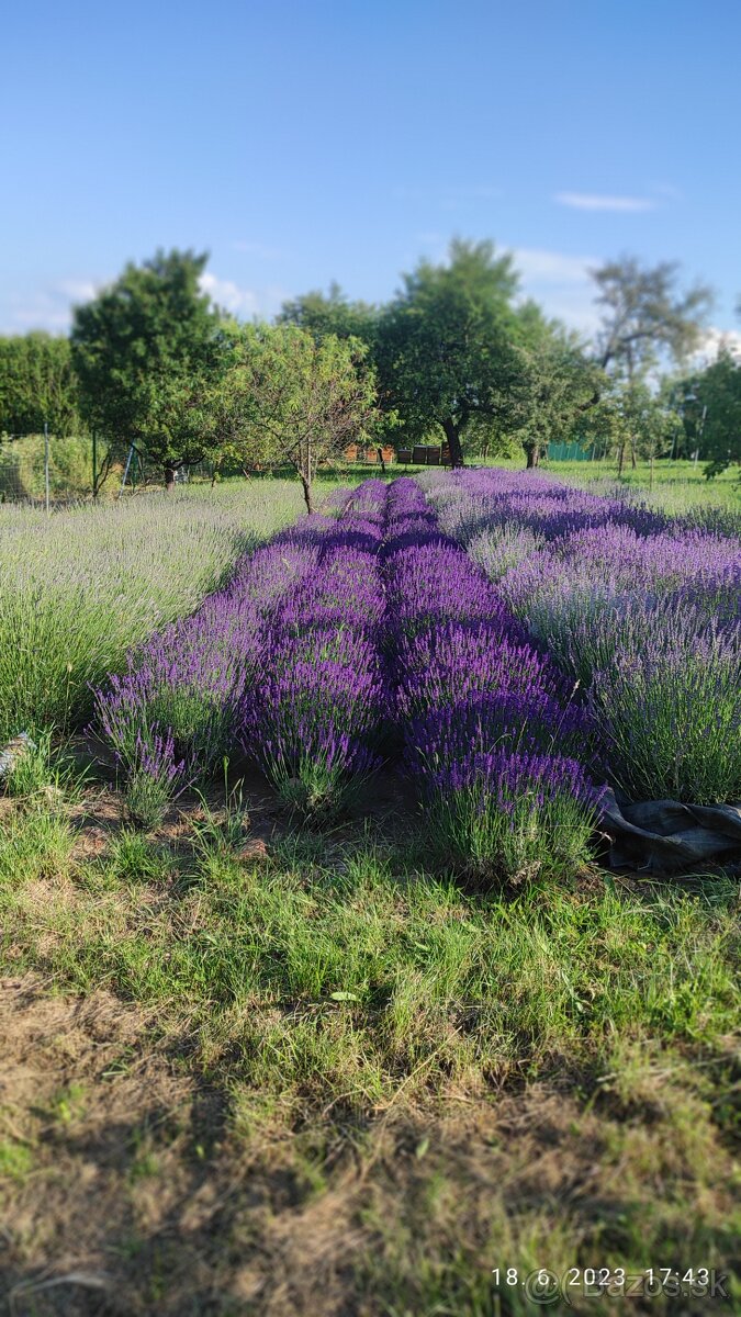 Lavandula angustifolia - 4