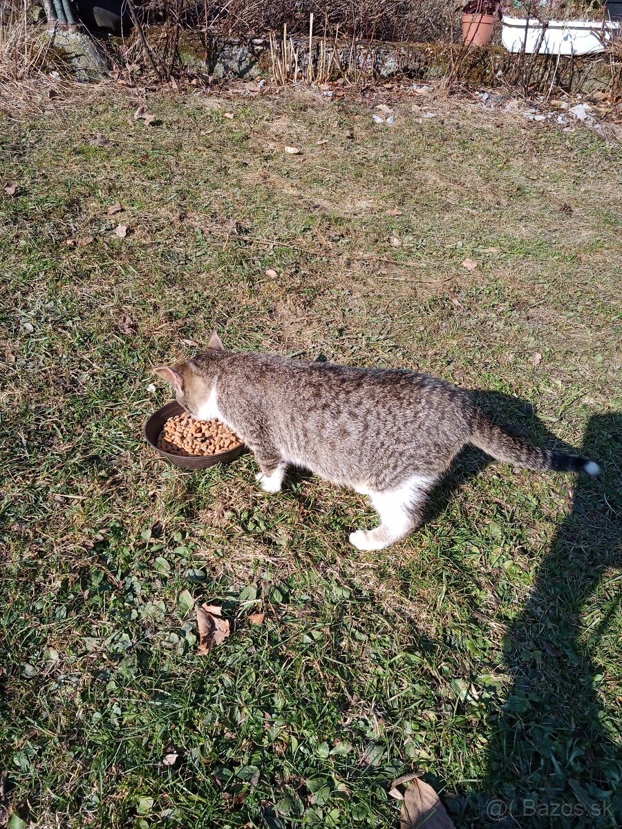 Darujem mladého kocurika . - 4
