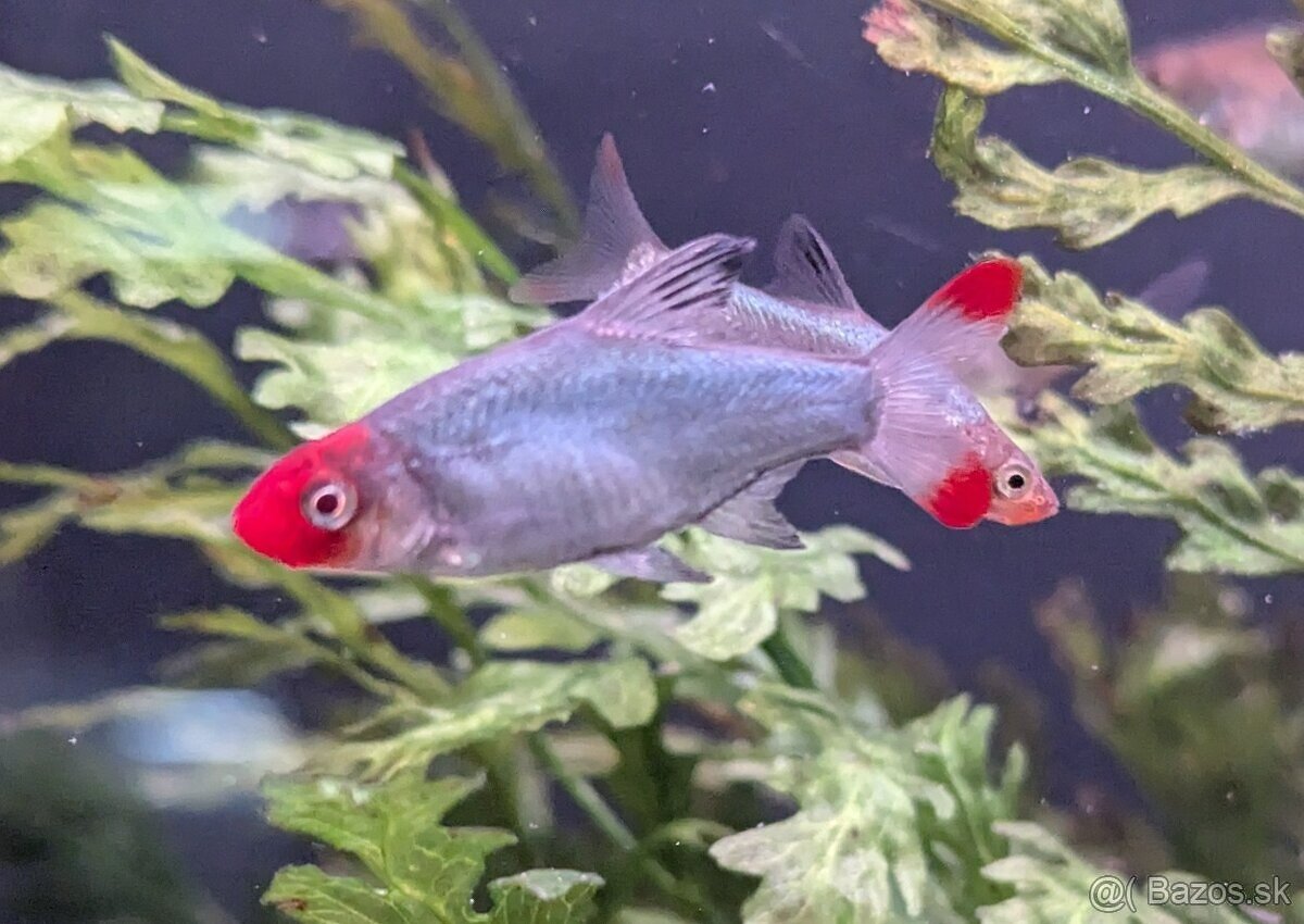 Razbora sawba - Sawbwa resplendens - 4