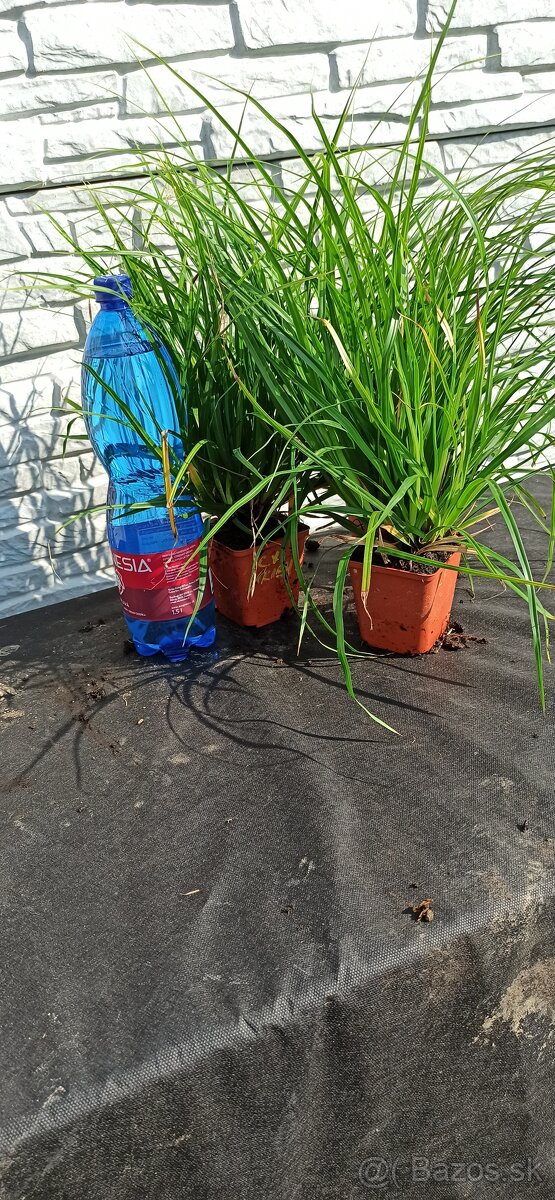 Stálezelená tráva - Carex IRISH GREEN - 4