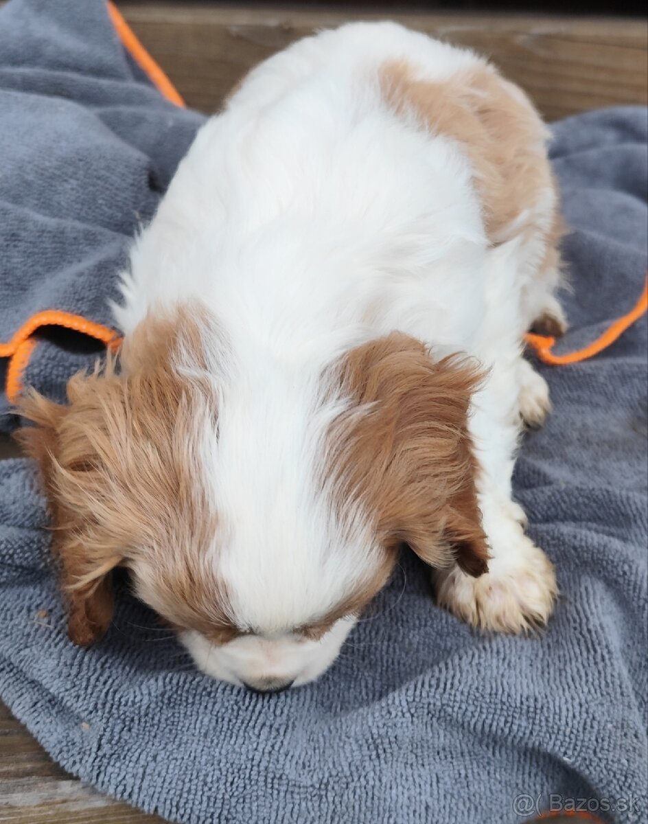 Cavalier king Charles spaniel - 4