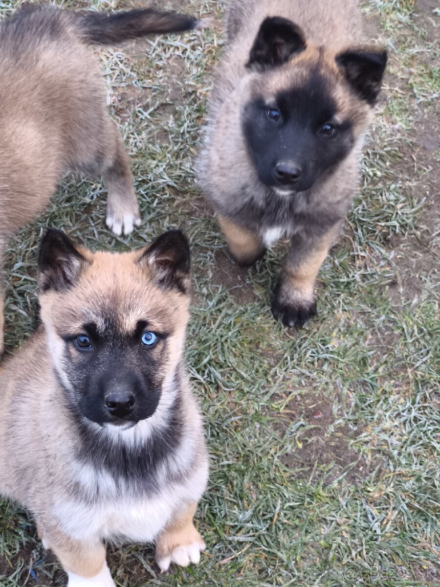 Predám šteniatka - 4