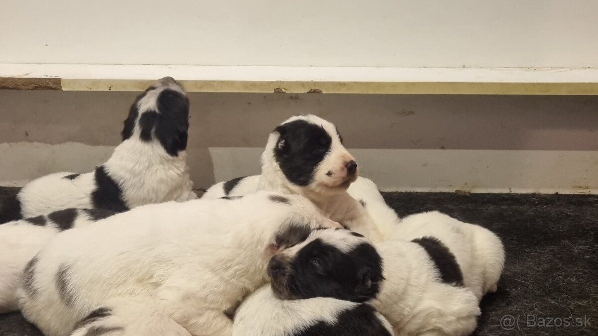 Stredoázijský ovčiak - šteniatka s PP - 4