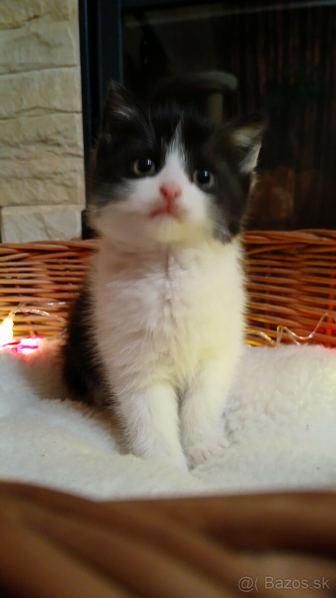 Britské mačiatka - britská modrá, modrý bicolor, čierny bic. - 4