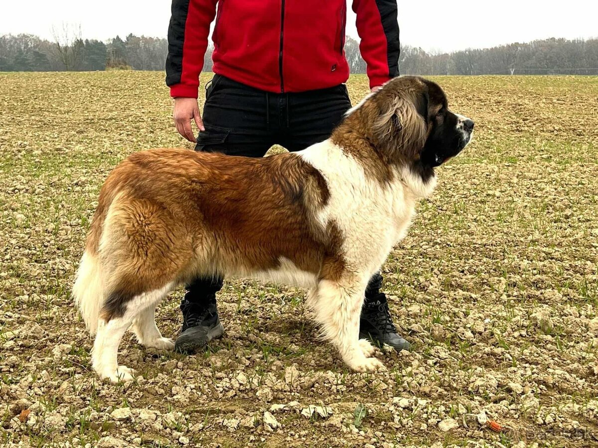 Moskovský strážny pes - Bajnok - 4