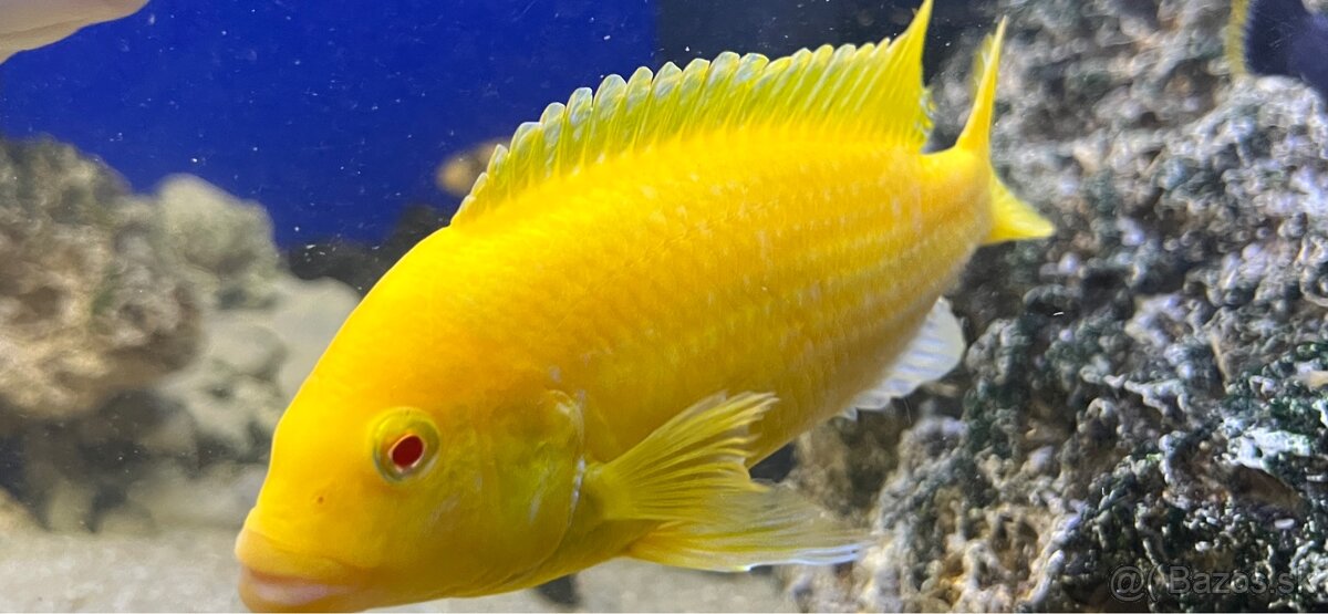 Africké Cichlidy - 4