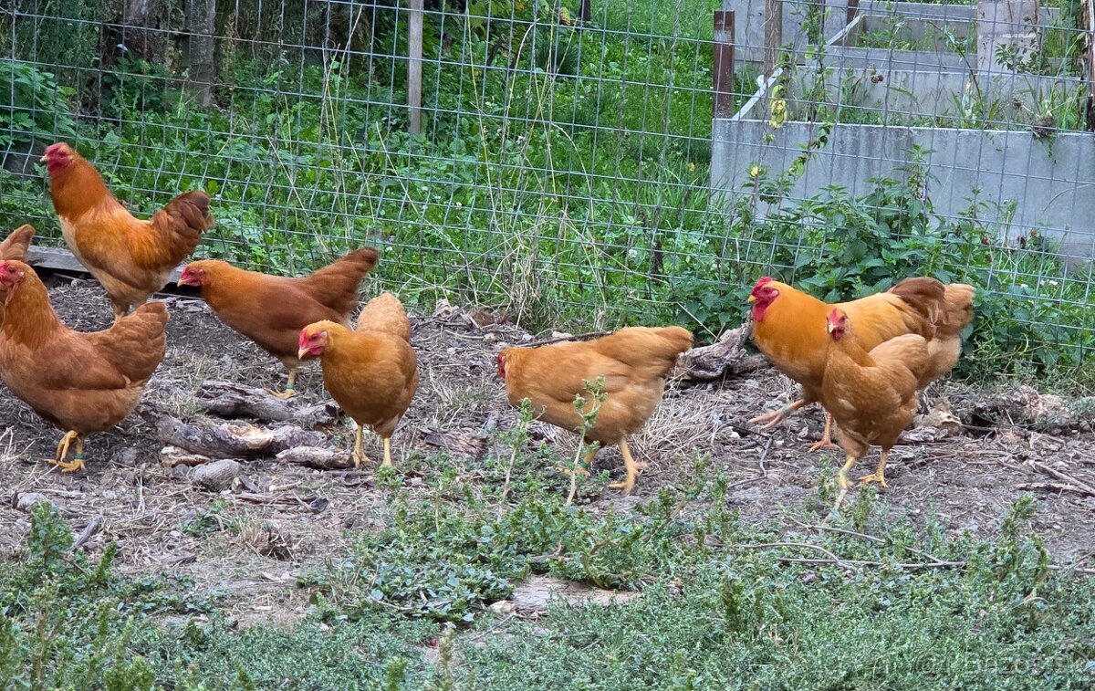 Oravka zdrobnelá - 4