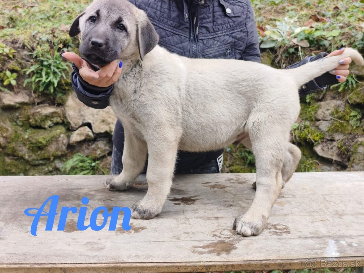 Kangal šteniatka s PP - 4