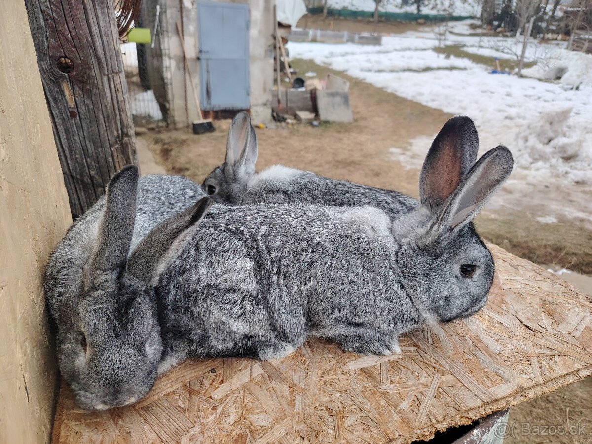 Predám zajace - 4