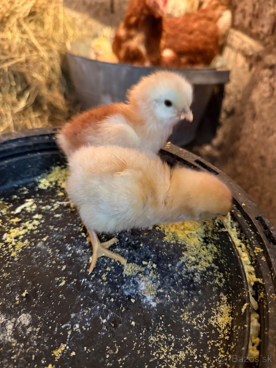 Domáce mladé kohútiky - 4