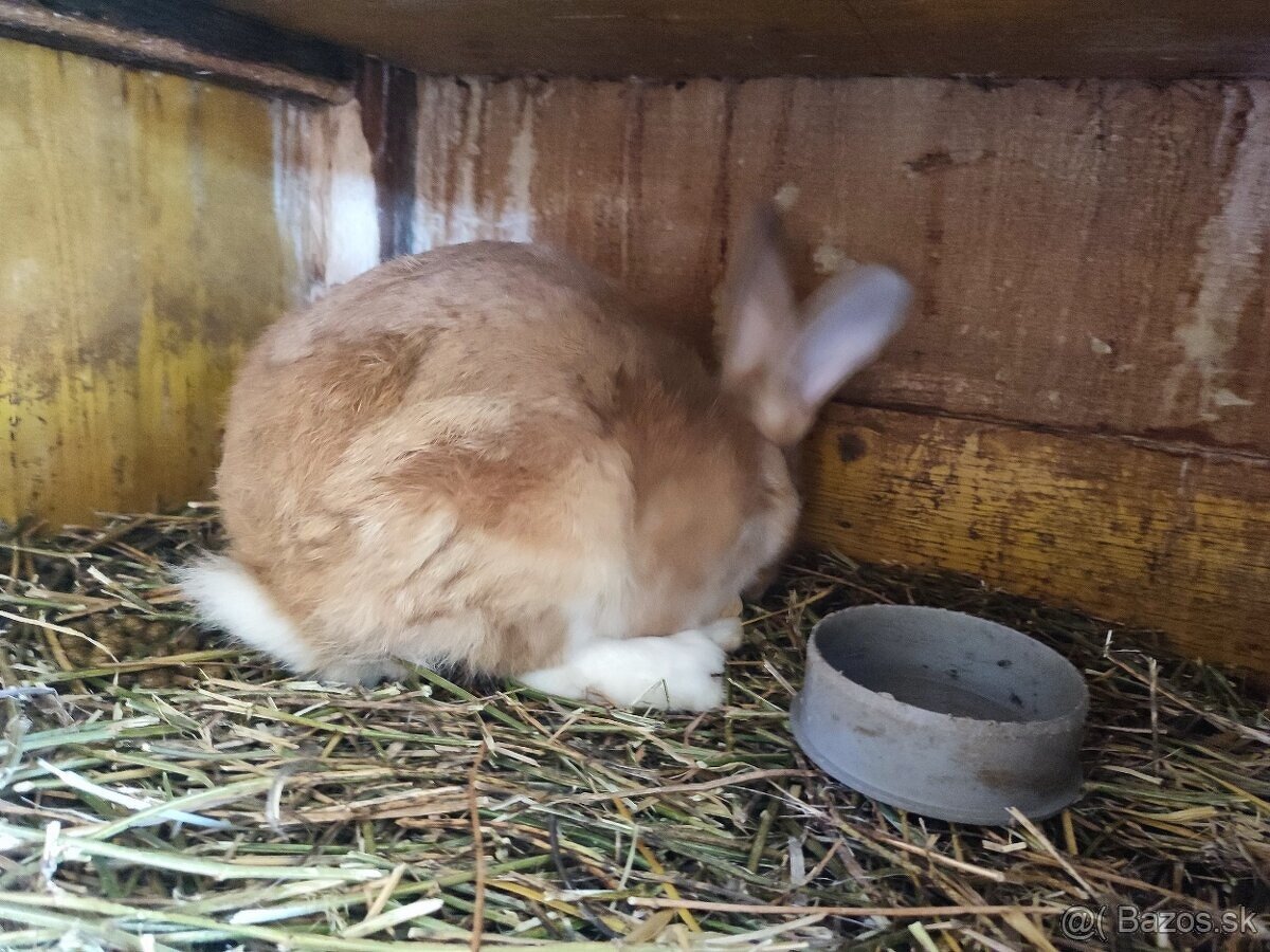 ,‼️ predám kohúty leghorn ‼️ - 4