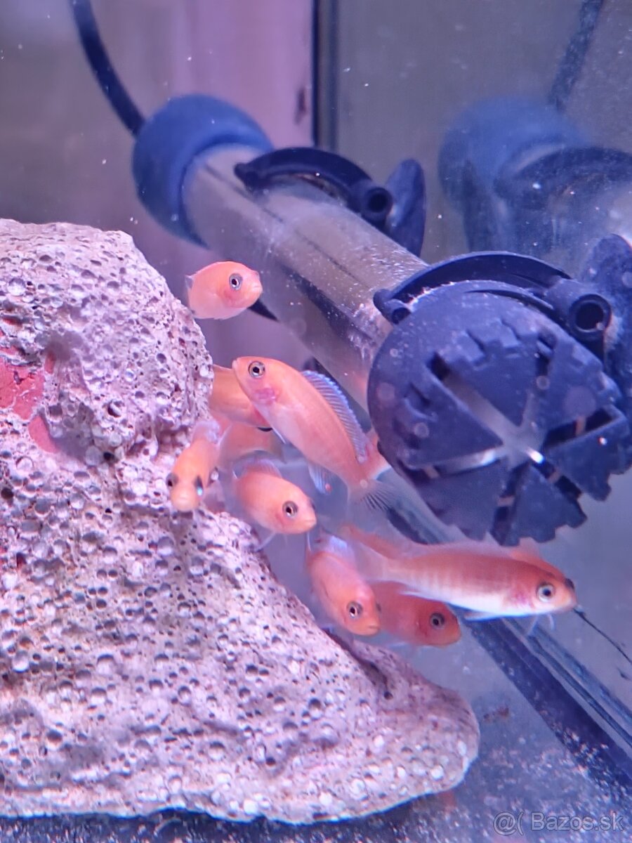 Malawi Africké cichlidy - 4