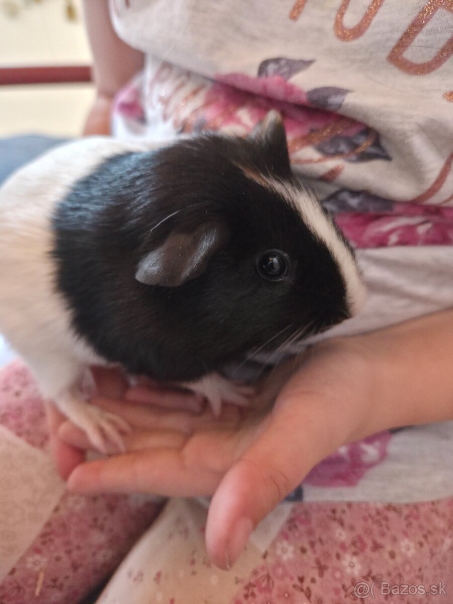 Predam morské prasiatka - 4