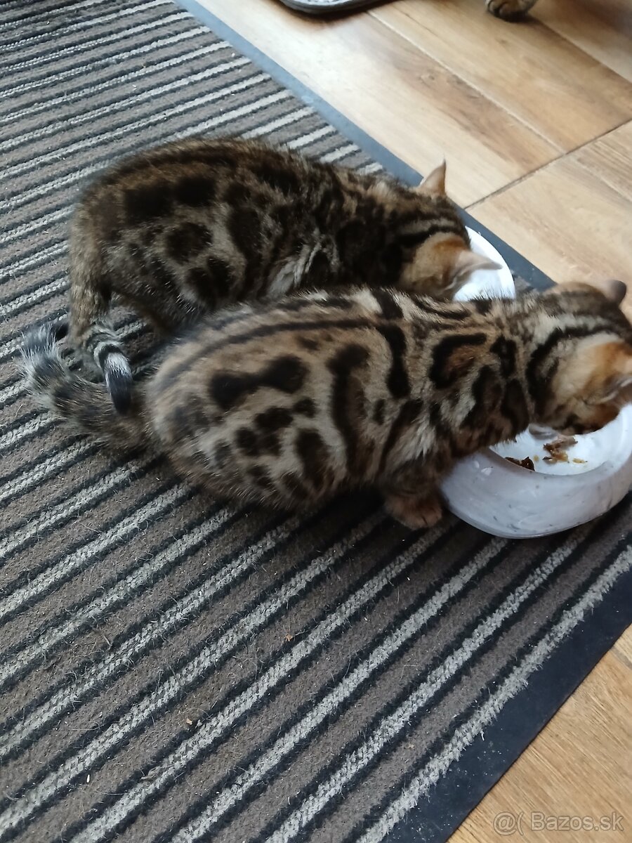 bengal bengalska macka bengalske maciatka - 4