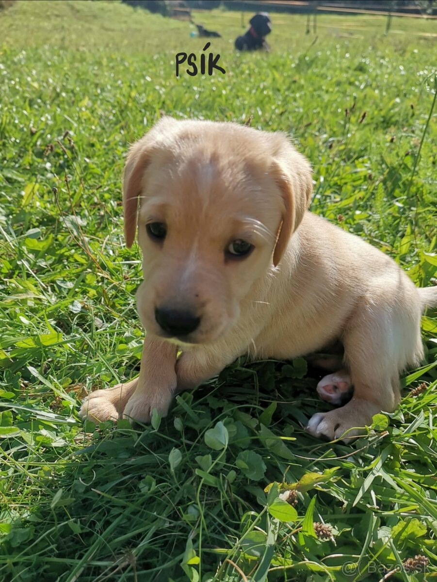 Darujeme šteniatka labradora x retrívra (nečistokrvné) - 4
