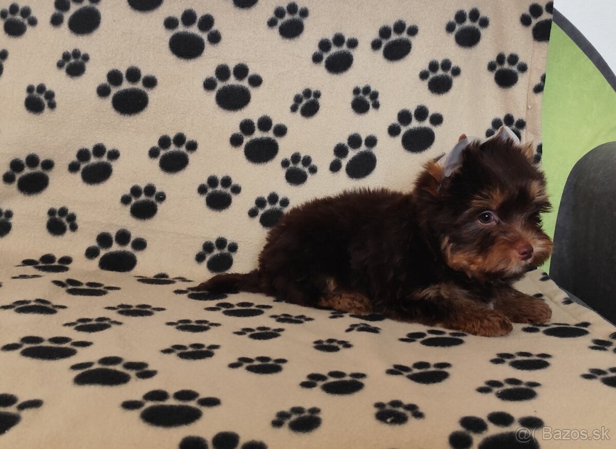 Yorkshire terrier - 4