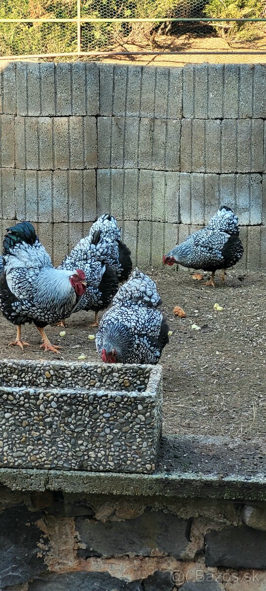 Wyandotka - 4