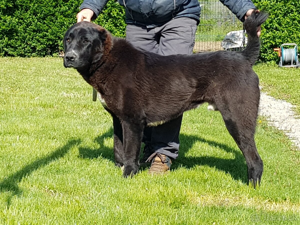 Stredoázijský ovčiak_1 - 4