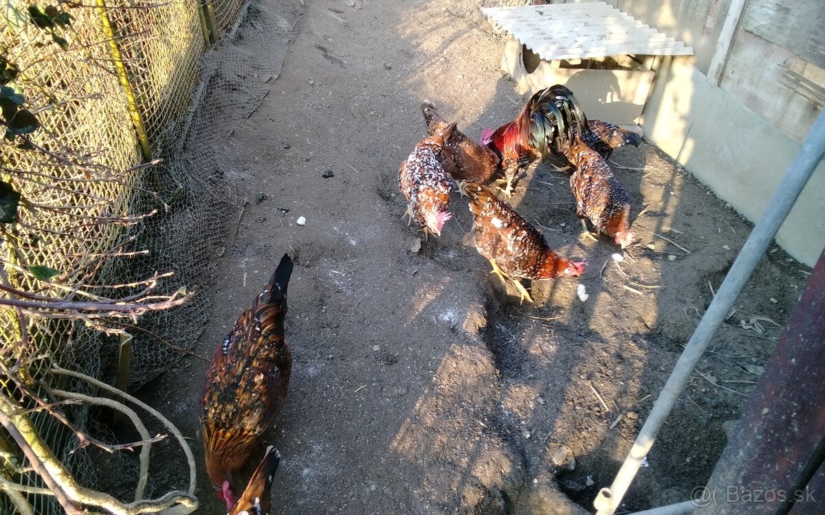 Vlaska porcelanova NV - 4