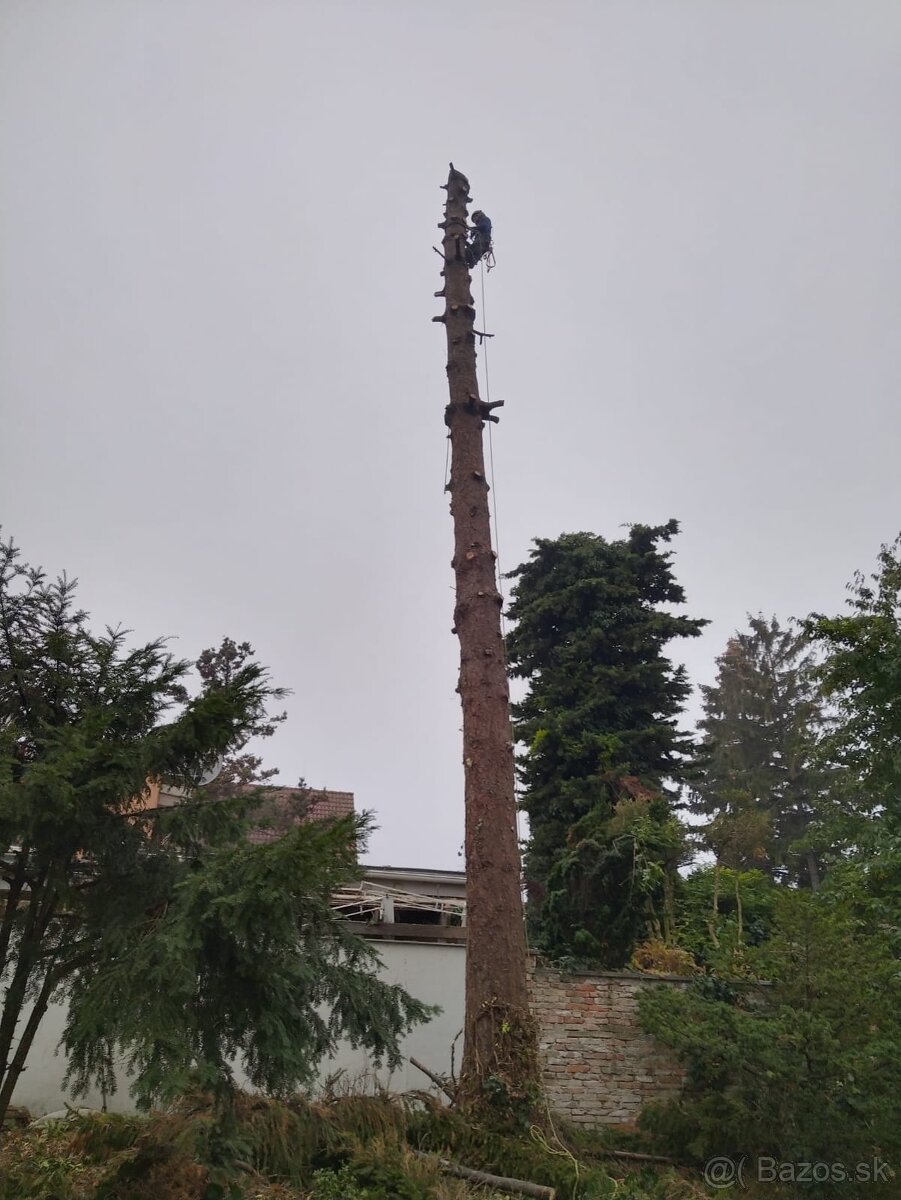 Pílenie stromov, arboristika, výrub stromov, orez stromov - 4