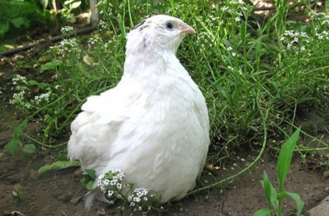 Kohúty prepelice Texas - 4