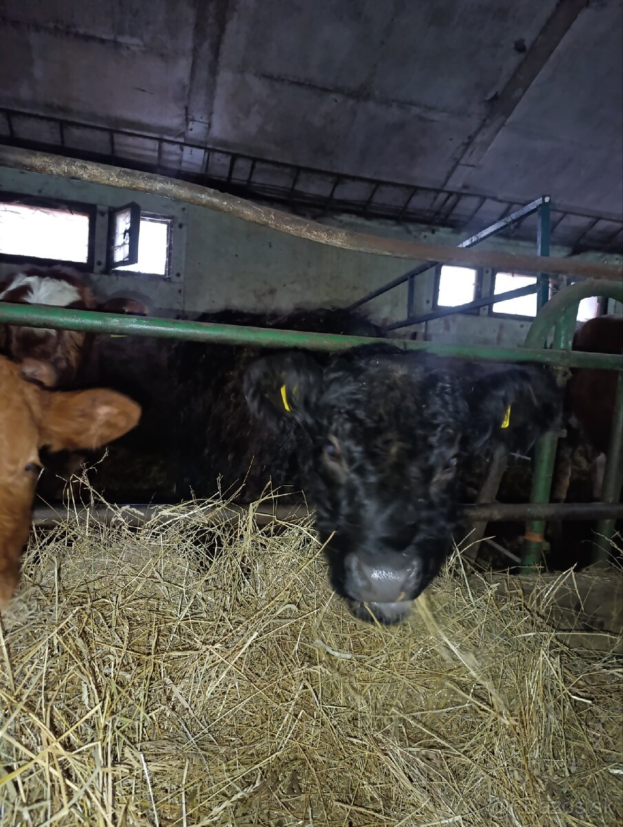 Jalovica Galloway - 4