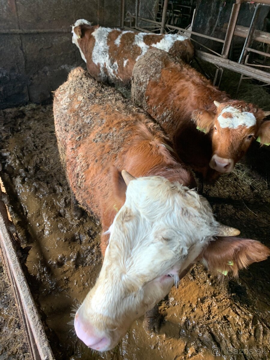 Predám mladý dobytok 8ks - 4