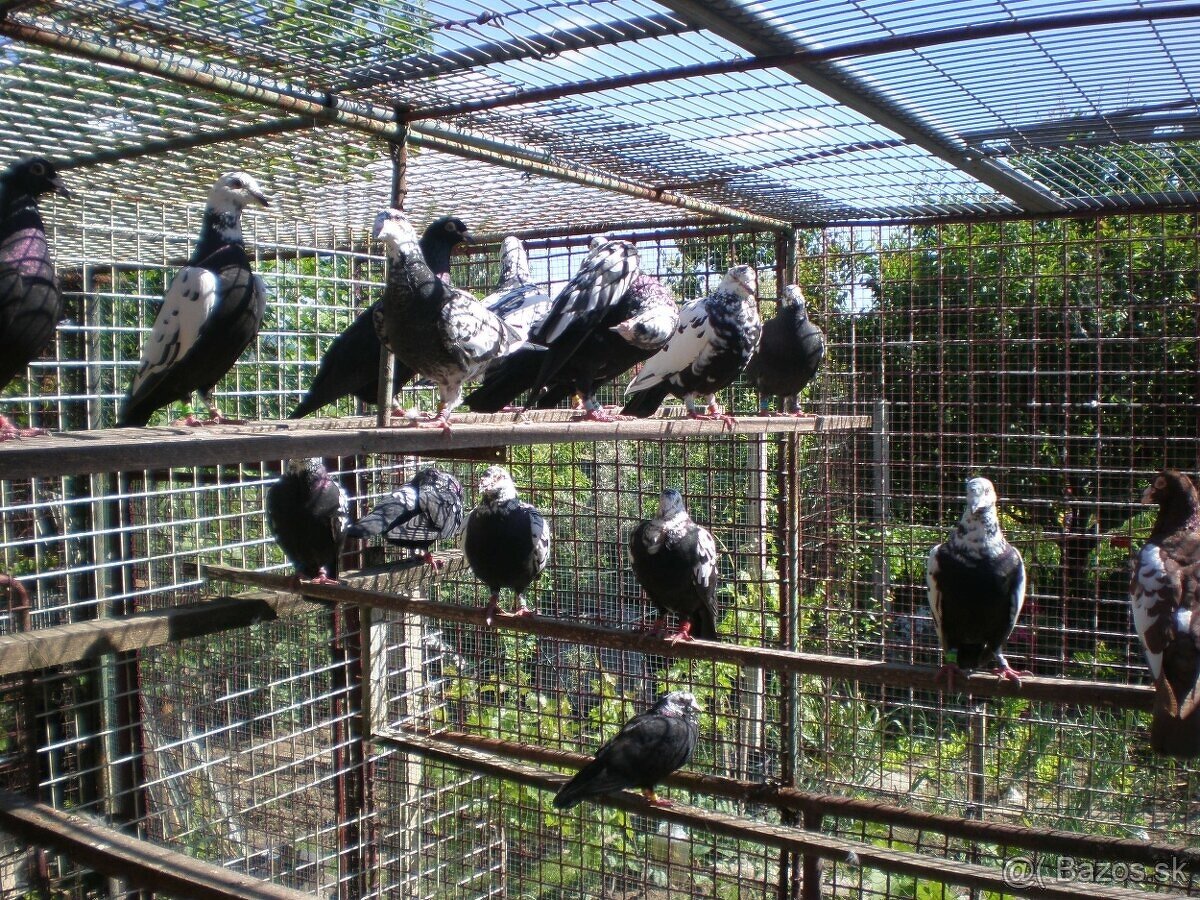 Predám poštové holuby - 4