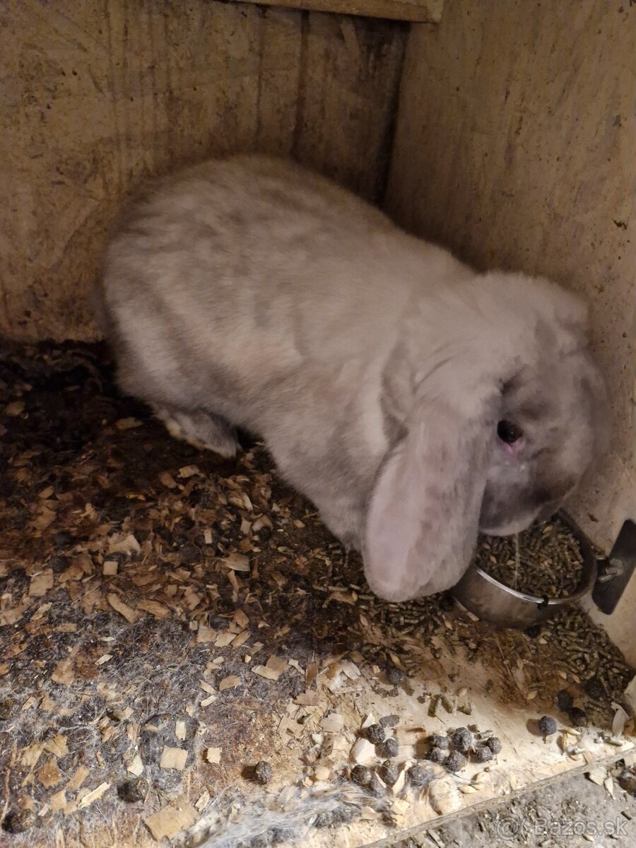 francuzsky baran - 4