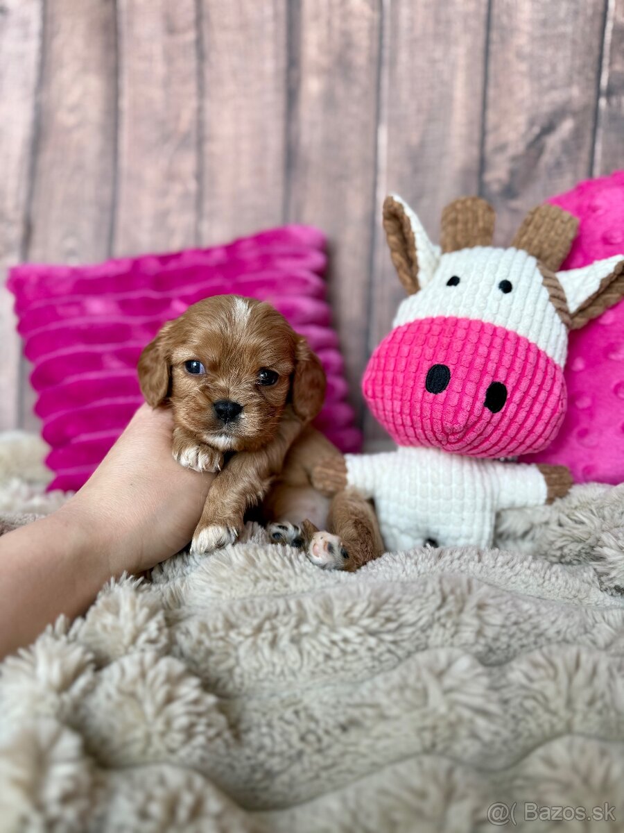Kavalír King Charles španěl S PP - 4
