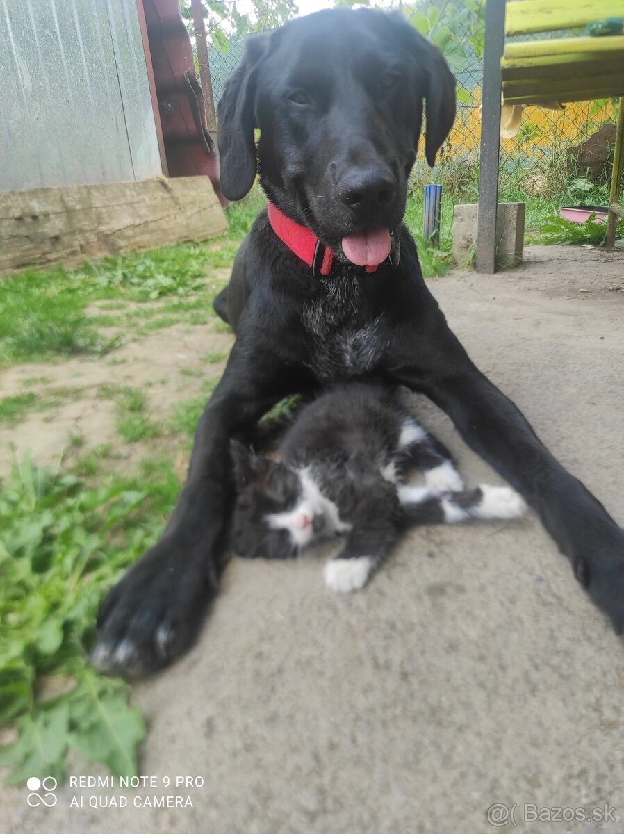 Labrador Števko - 4