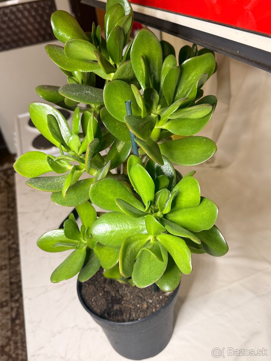 Tucnolist krasne velke listy - 4