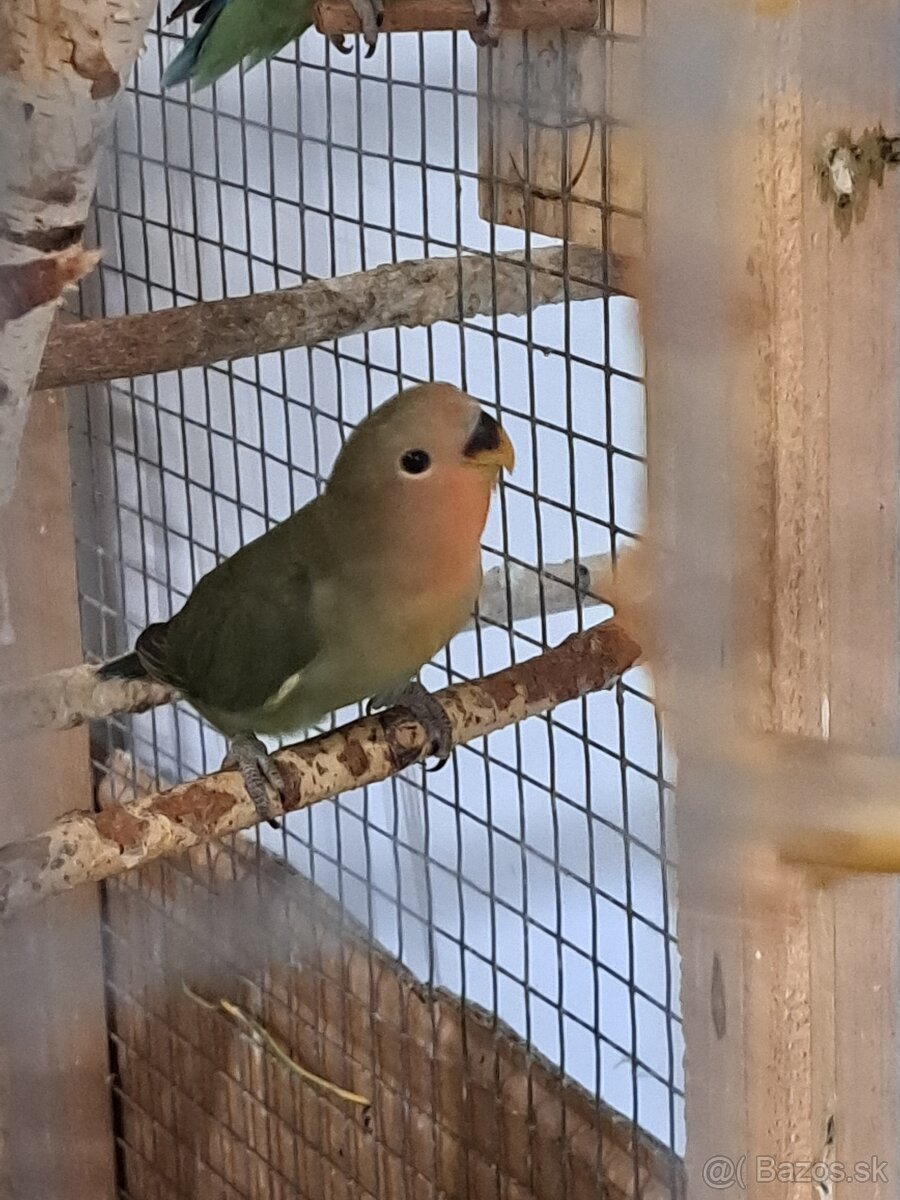 Agapornis ružovohrdlý - 4