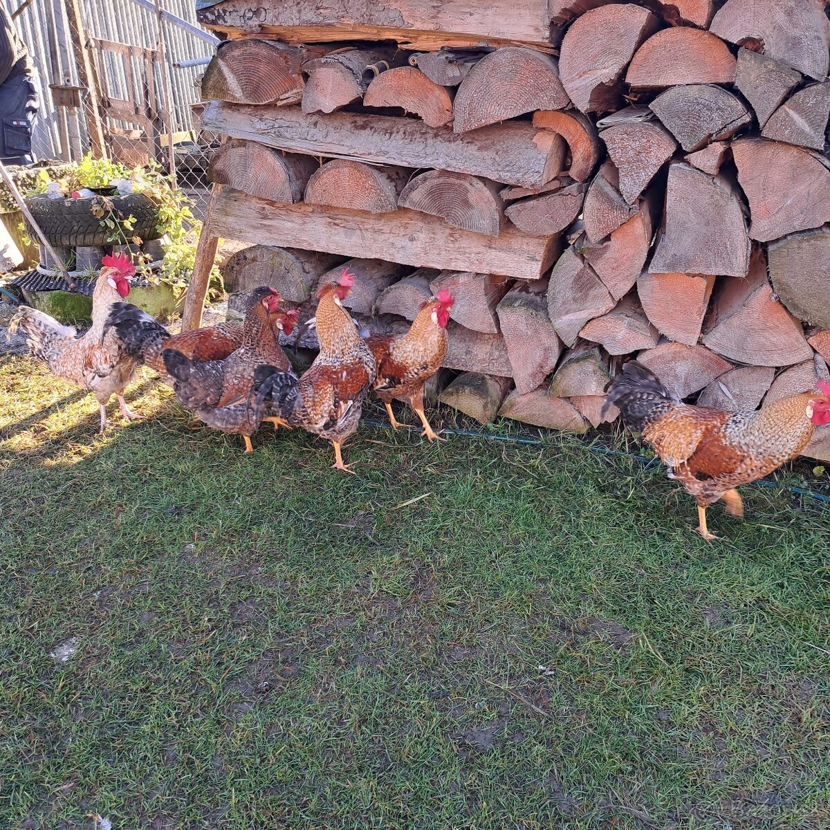 Predam 4ks kohutov Leghorn - 4