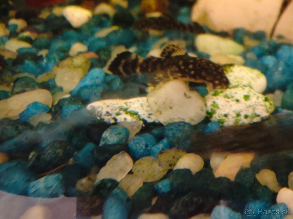 Prisavnik obyčajný - 4