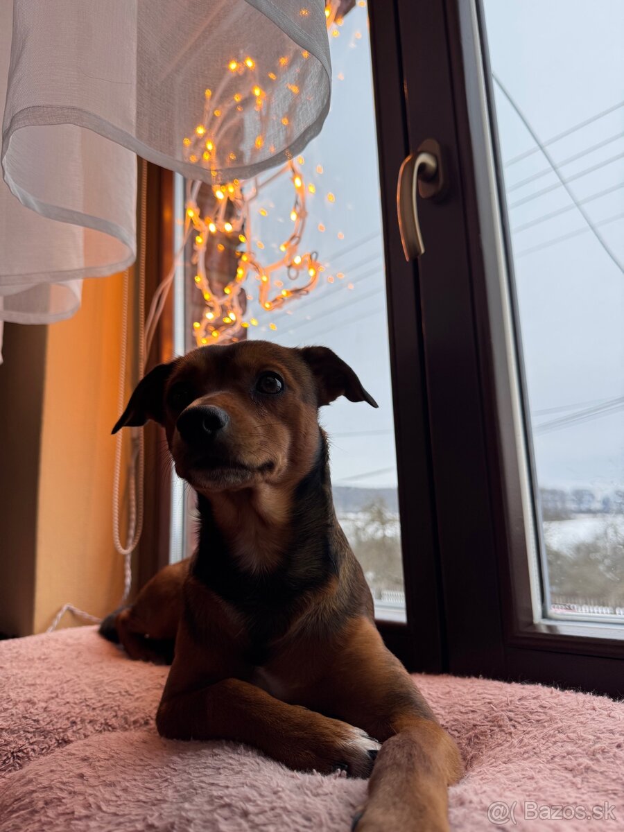 Psík na nakrytie - 4