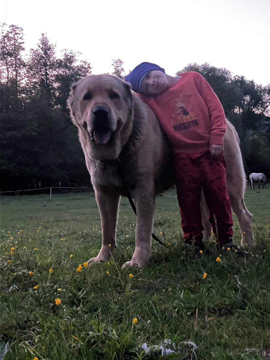 Stredoázijský ovčiak - krytie - PP - 4