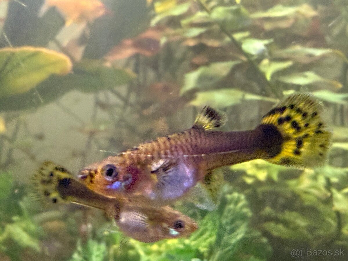 Predám Krevetky, mini ráčiky, gupky, kotúľky. - 4