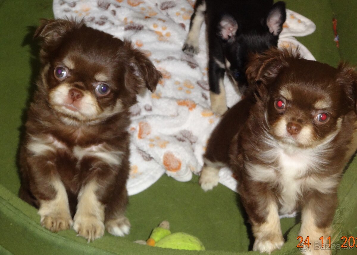 civava krátkosrstá,dlhosrstá. - 4