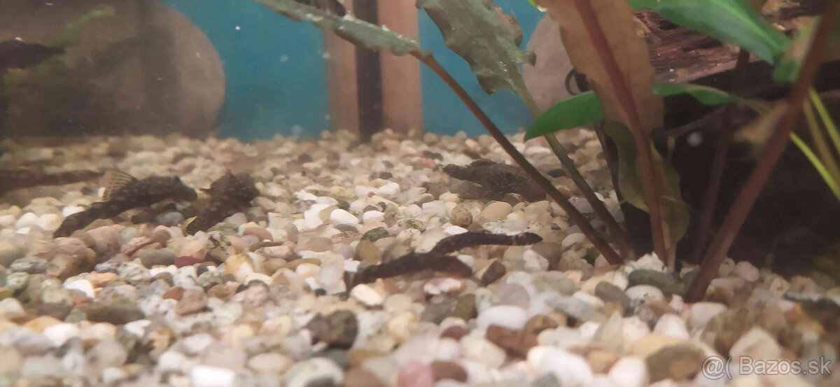 Prisavníky a krevety - 4