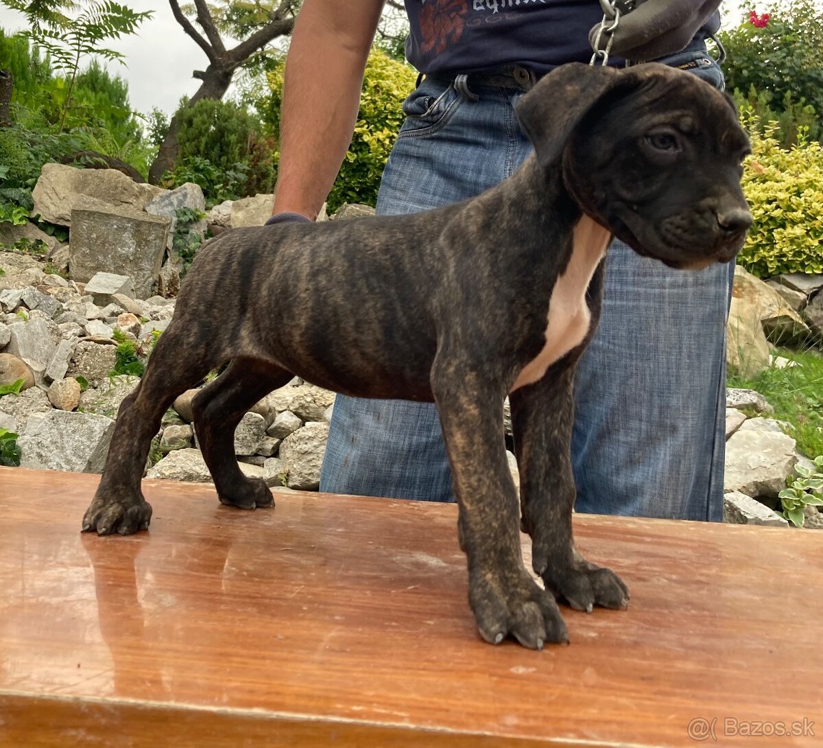Presa Canario - 4
