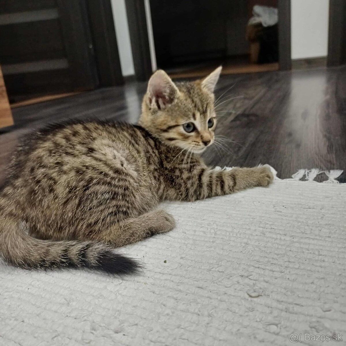 Darujem mačiatka - 4