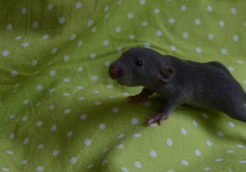 Potkaníky s rodokmeňom - rezervácie - 4