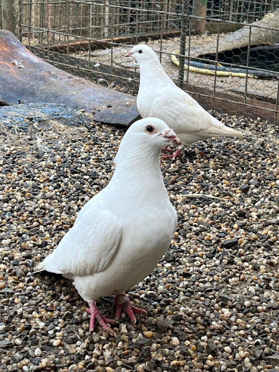 BIELE POŠTOVE HOLUBY - 4