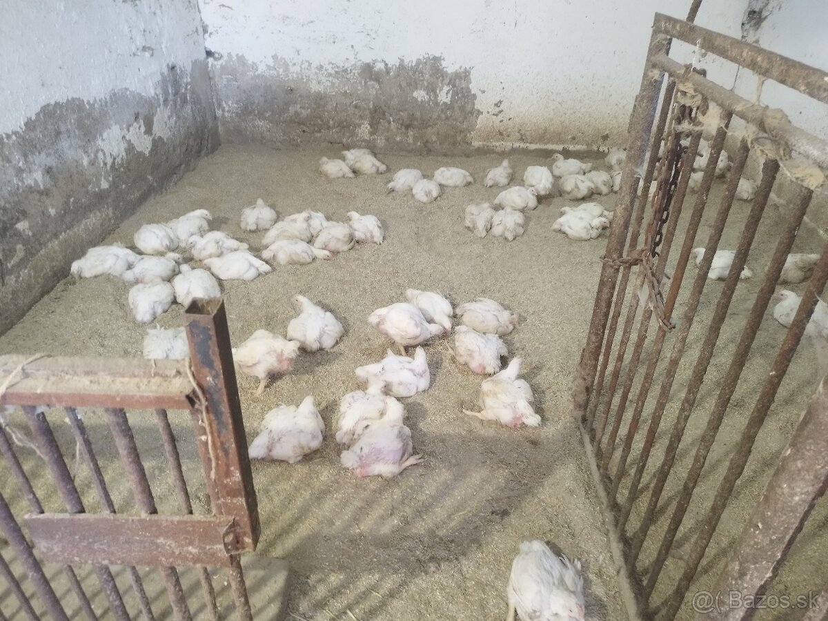 Predám Brojlerove kurčatá - 4