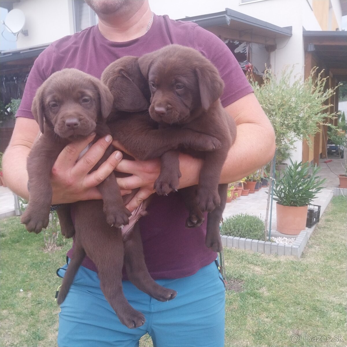 Šteniatka labradora - 4
