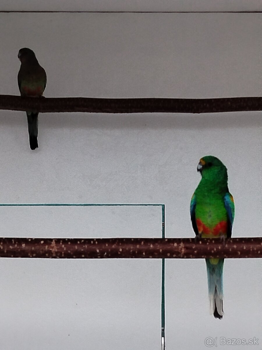 Papagáj mnohofarebný - 4