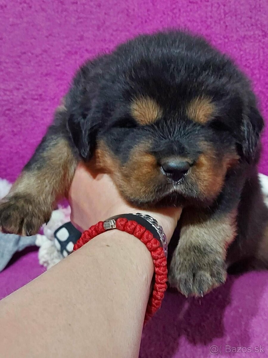 Tibetan Mastiff s PP - 4