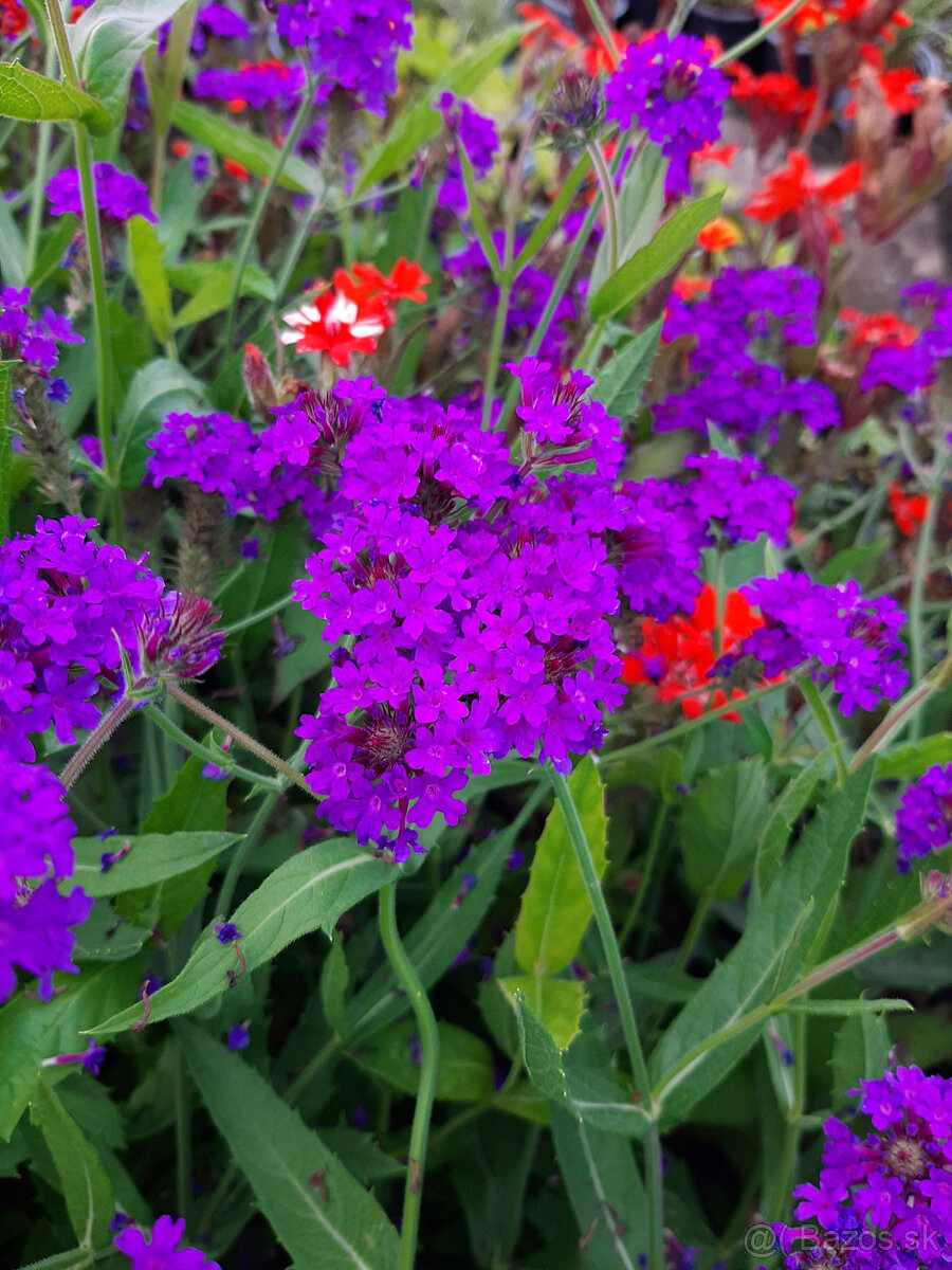 Železník-Verbena - 4