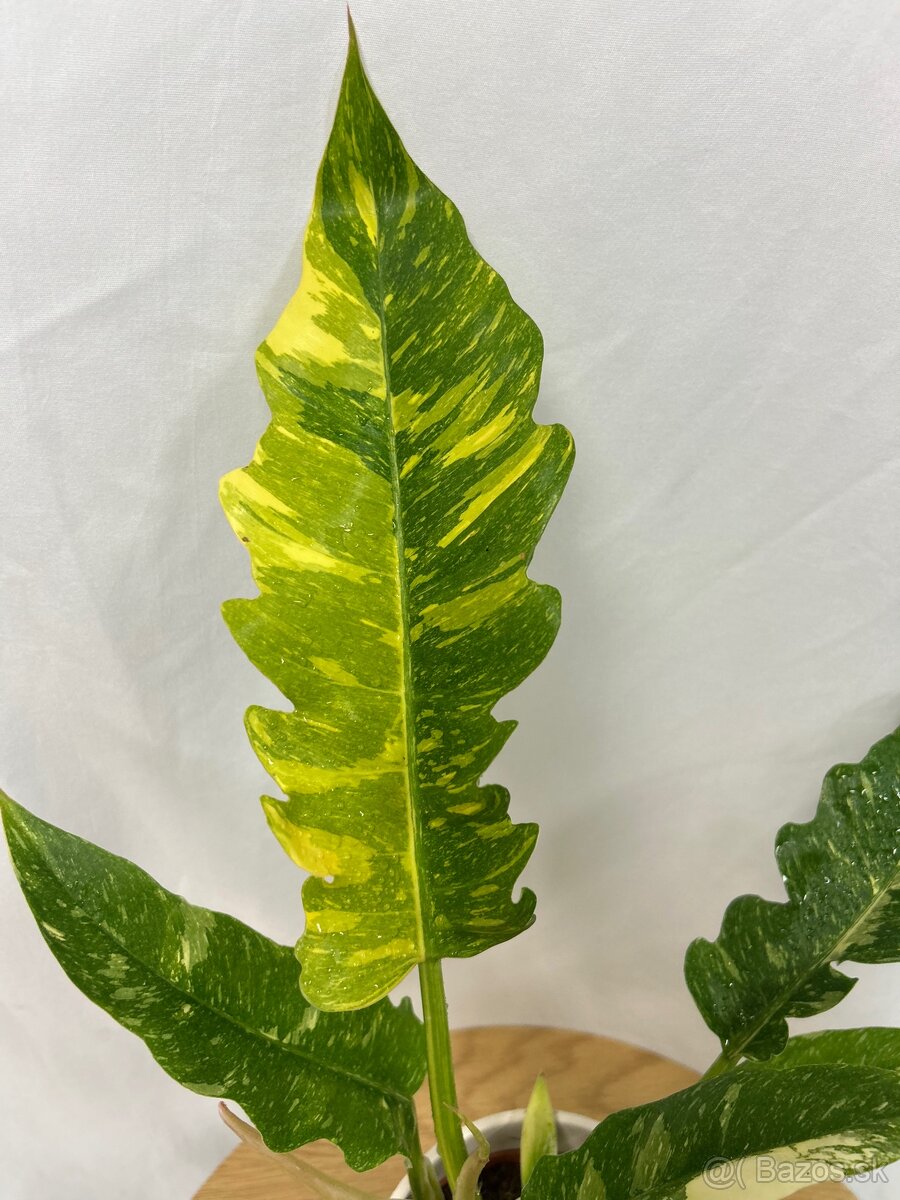 Philodendron ‚Ring of Fire‘ - 4